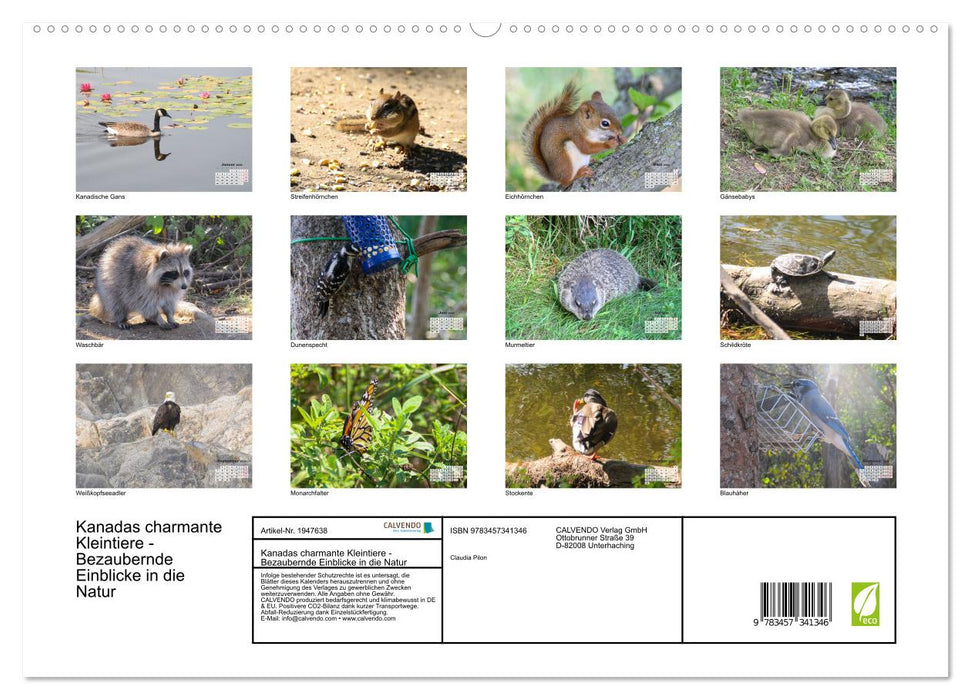 Kanadas charmante Kleintiere - Bezaubernde Einblicke in die Natur (CALVENDO Premium Wandkalender 2026)