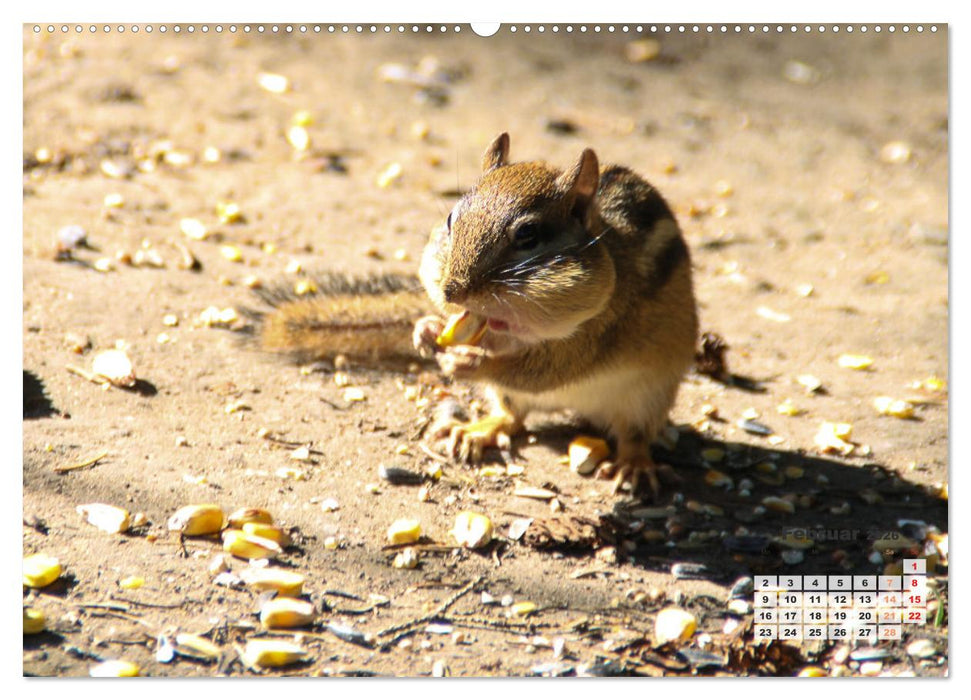 Kanadas charmante Kleintiere - Bezaubernde Einblicke in die Natur (CALVENDO Premium Wandkalender 2026)