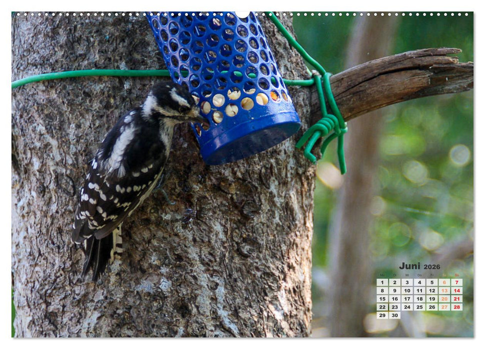 Kanadas charmante Kleintiere - Bezaubernde Einblicke in die Natur (CALVENDO Premium Wandkalender 2026)