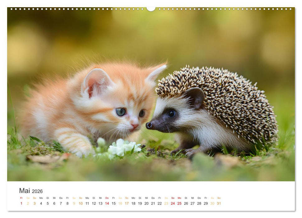 Zauberhafte Katzenbabys (CALVENDO Premium Wandkalender 2026)