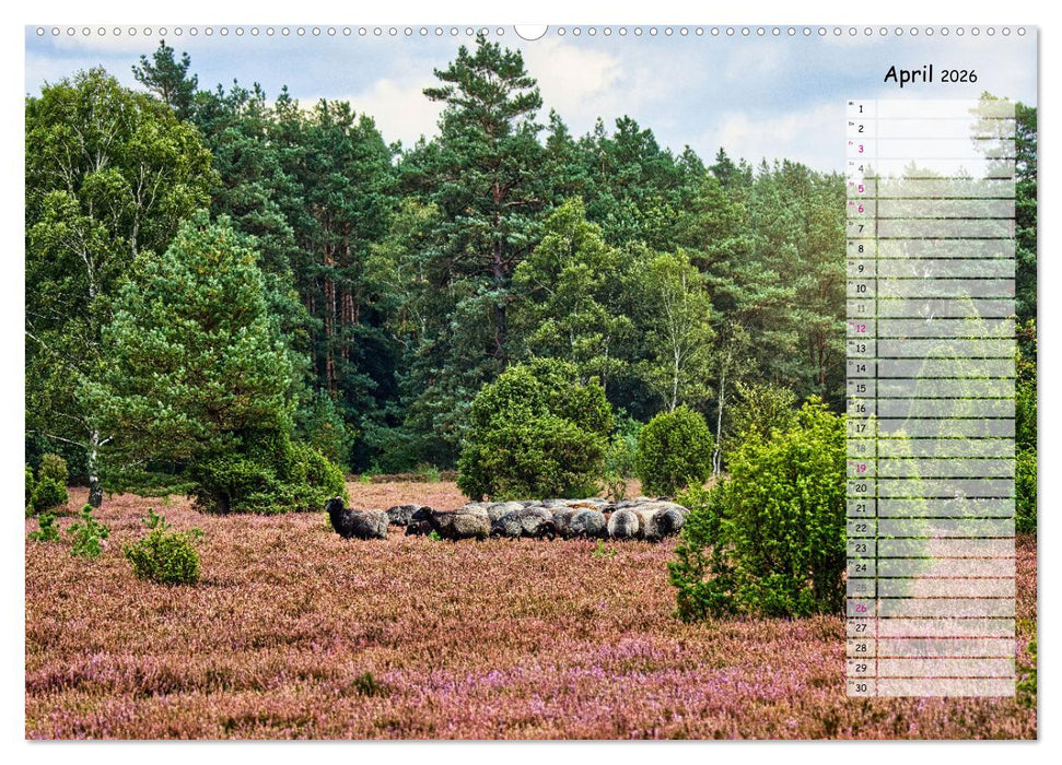 Heidespaziergang (CALVENDO Premium Wandkalender 2026)