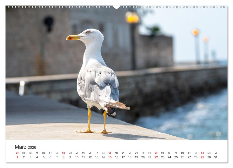 Porec Kalender - Die kroatische Stadt an der Adria (CALVENDO Wandkalender 2026)