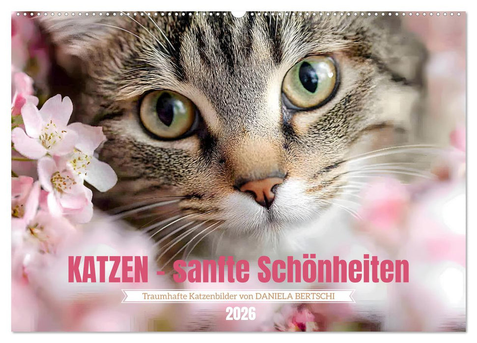 Katzen - sanfte Schönheiten (CALVENDO Wandkalender 2026)