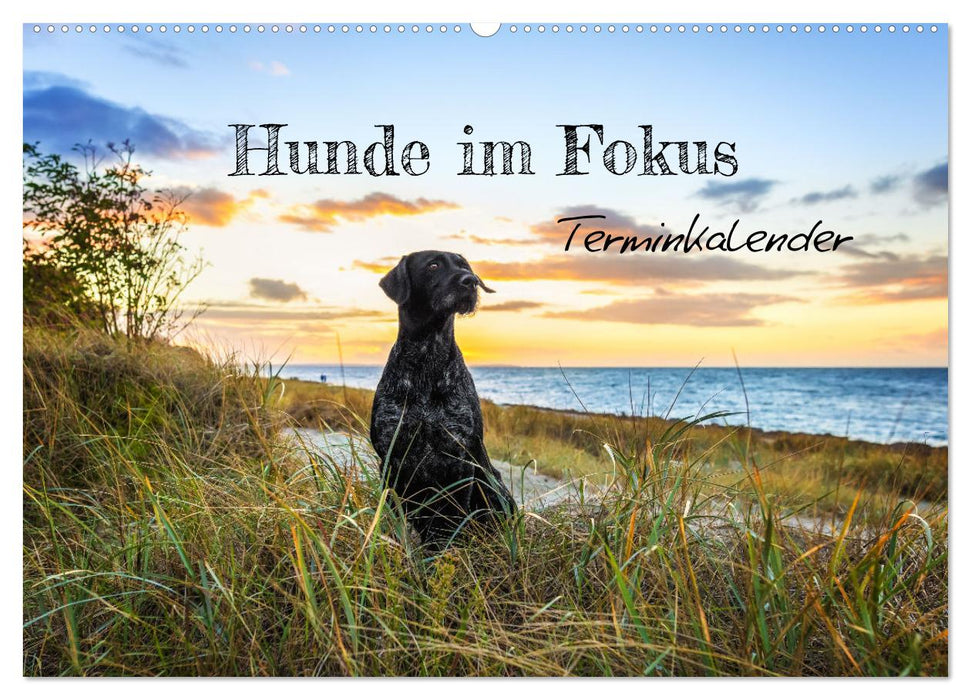 Hunde im Fokus (CALVENDO Wandkalender 2026)