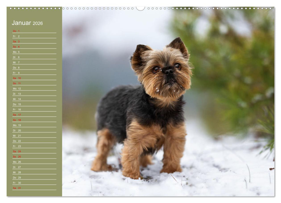 Hunde im Fokus (CALVENDO Wandkalender 2026)