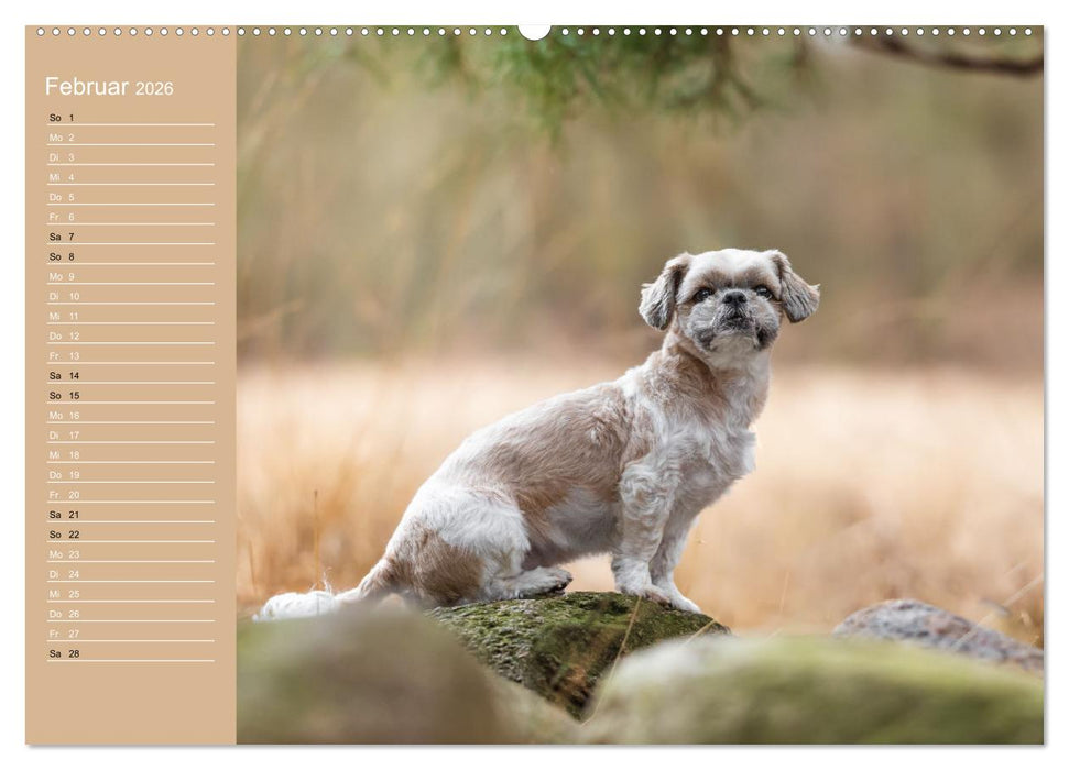 Hunde im Fokus (CALVENDO Wandkalender 2026)