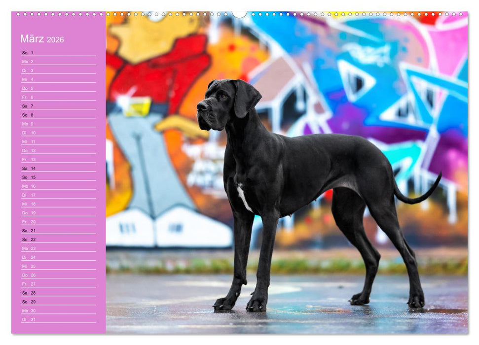 Hunde im Fokus (CALVENDO Wandkalender 2026)