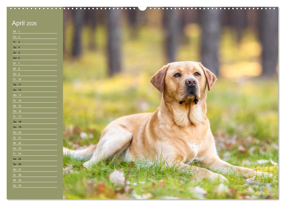 Hunde im Fokus (CALVENDO Wandkalender 2026)