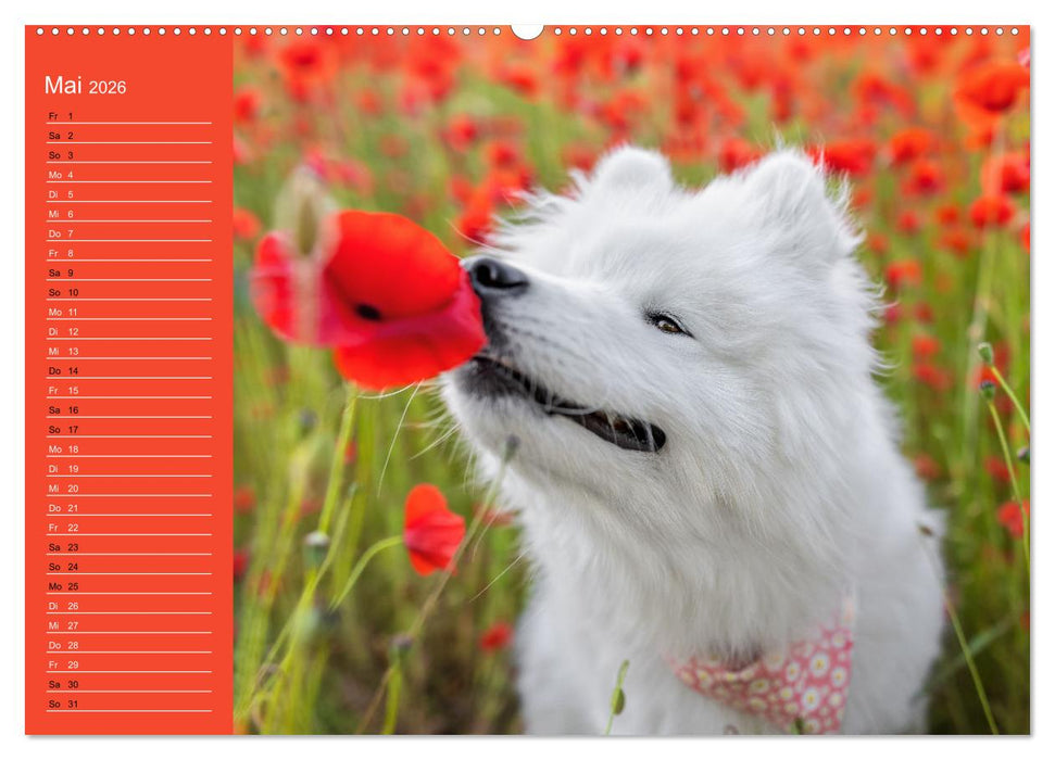 Hunde im Fokus (CALVENDO Wandkalender 2026)