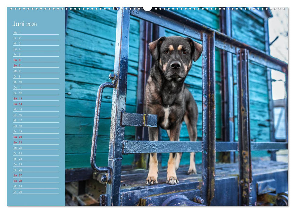 Hunde im Fokus (CALVENDO Wandkalender 2026)