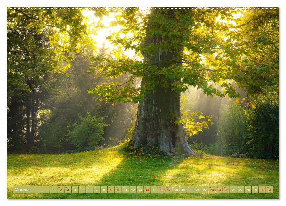 Herbst im Dieskauer Park (CALVENDO Wandkalender 2026)