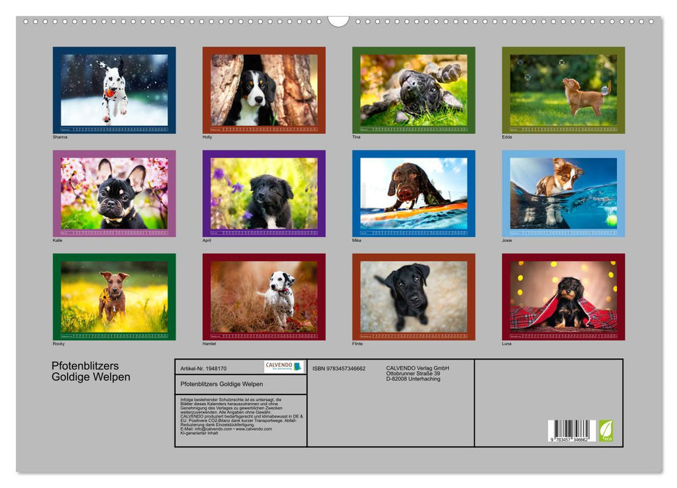 Pfotenblitzers Goldige Welpen (CALVENDO Wandkalender 2026)