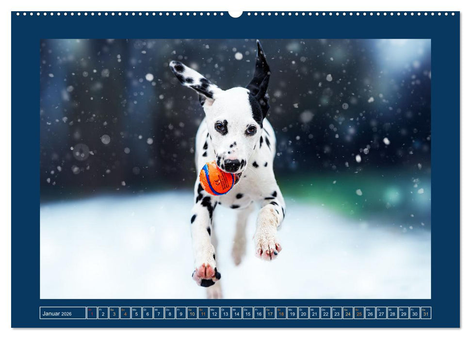 Pfotenblitzers Goldige Welpen (CALVENDO Wandkalender 2026)