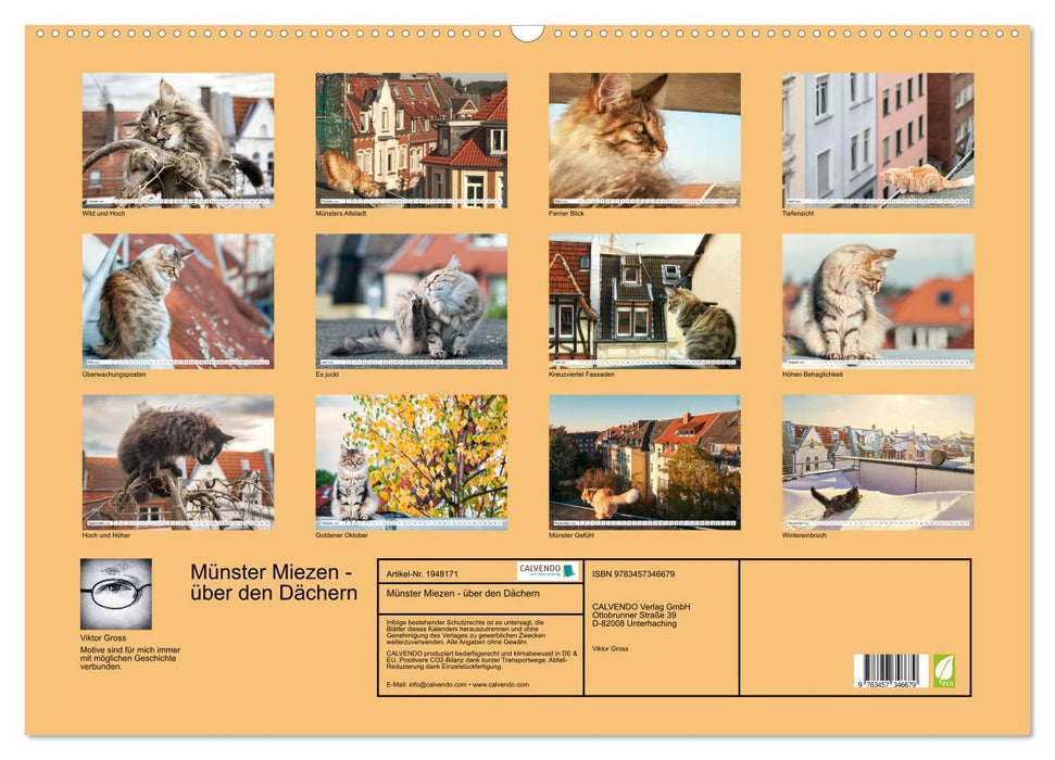 Münster Miezen - über den Dächern (CALVENDO Wandkalender 2026)