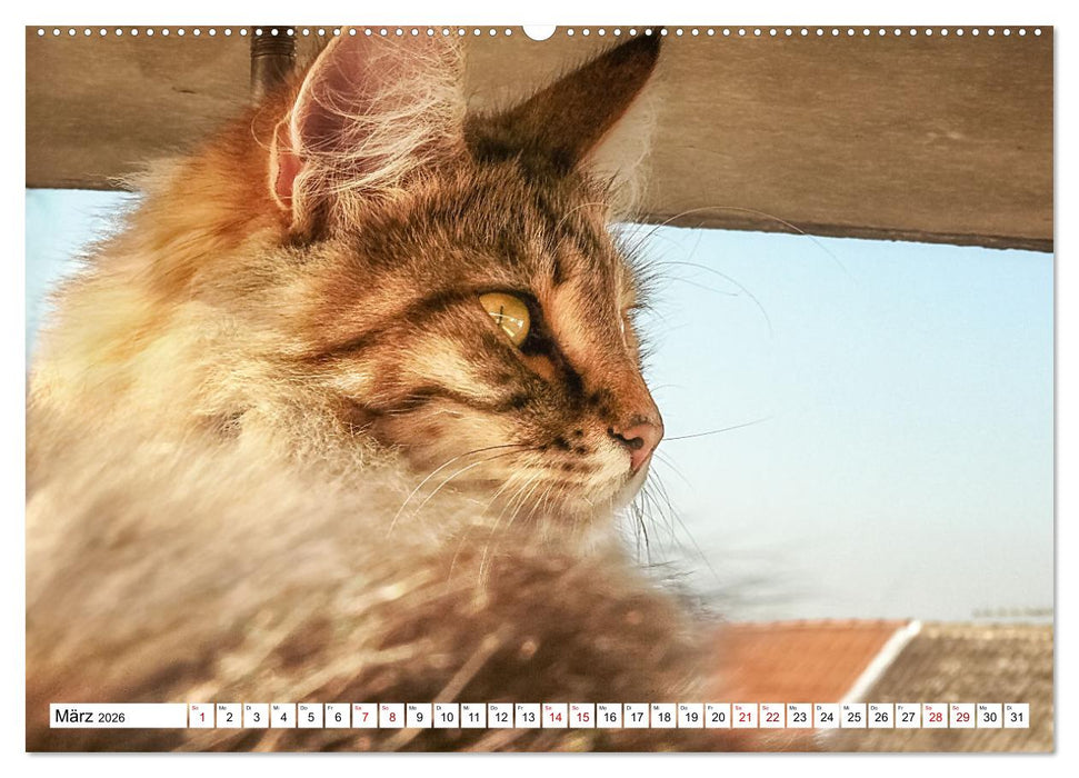 Münster Miezen - über den Dächern (CALVENDO Wandkalender 2026)