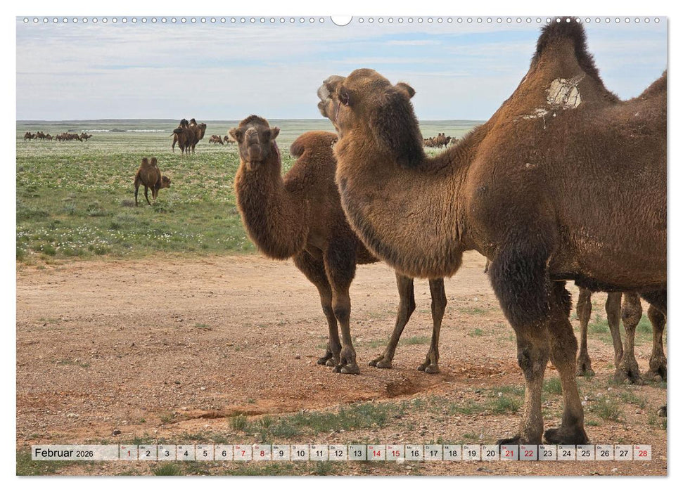 Nord-Gobi (CALVENDO Wandkalender 2026)