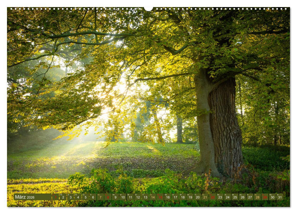 Herbst im Dieskauer Park (CALVENDO Premium Wandkalender 2026)