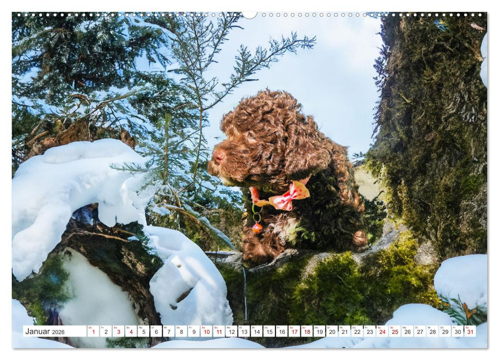 Lagotto Romagnolo Welpen - Sieben kleine Weltentdecker auf großer Fahrt (CALVENDO Wandkalender 2026)