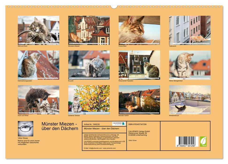 Münster Miezen - über den Dächern (CALVENDO Premium Wandkalender 2026)