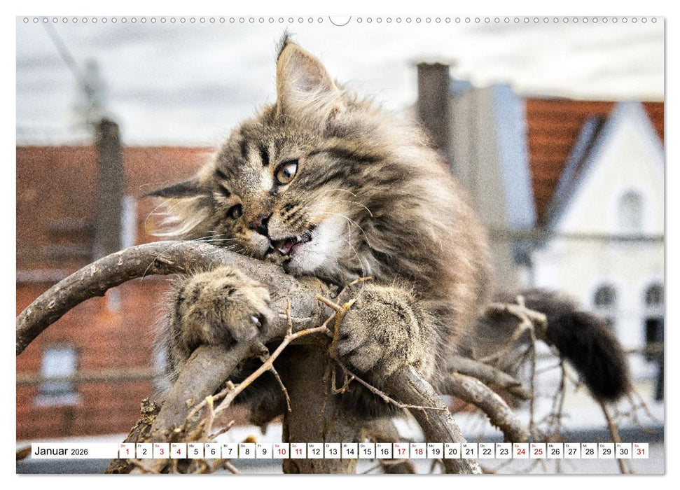Münster Miezen - über den Dächern (CALVENDO Premium Wandkalender 2026)