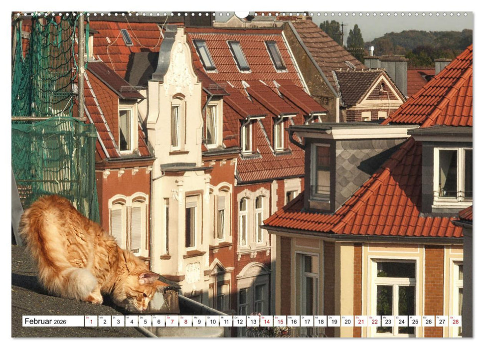 Münster Miezen - über den Dächern (CALVENDO Premium Wandkalender 2026)