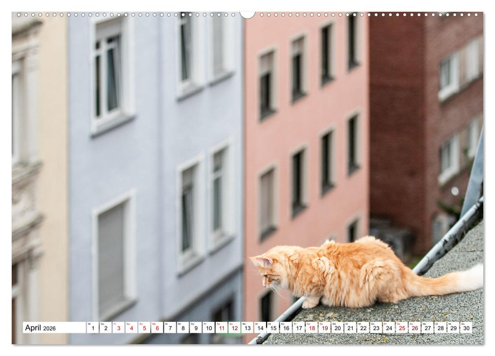 Münster Miezen - über den Dächern (CALVENDO Premium Wandkalender 2026)