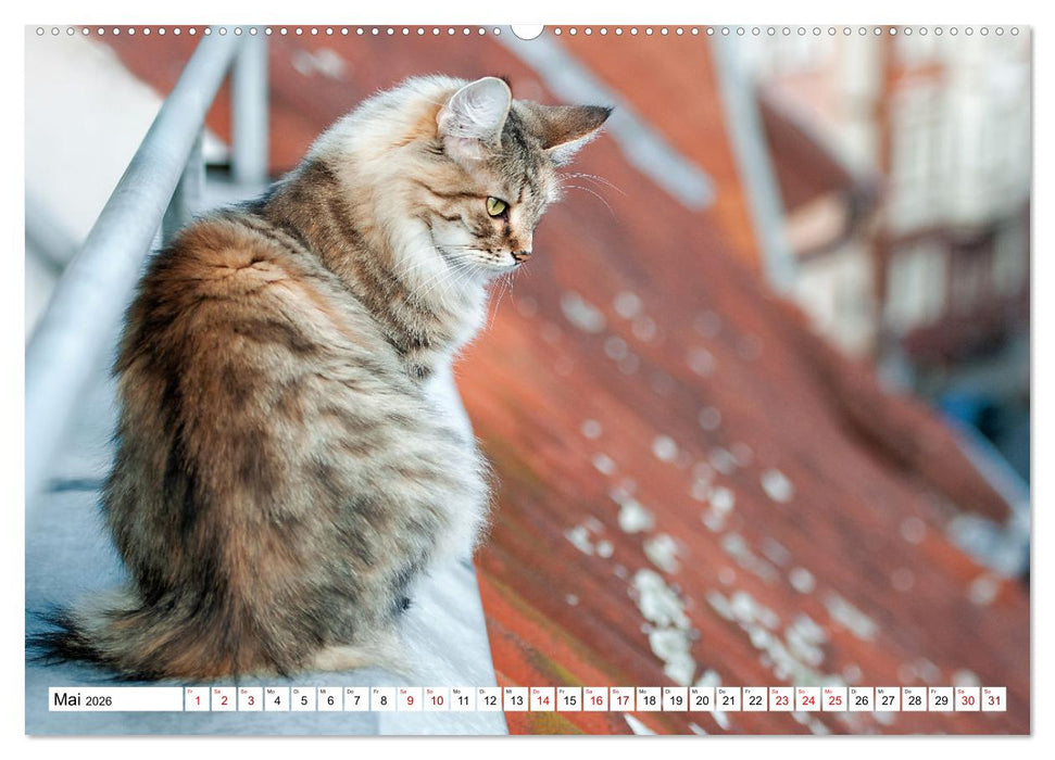 Münster Miezen - über den Dächern (CALVENDO Premium Wandkalender 2026)