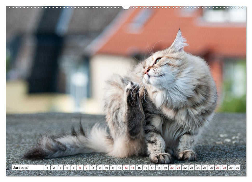 Münster Miezen - über den Dächern (CALVENDO Premium Wandkalender 2026)