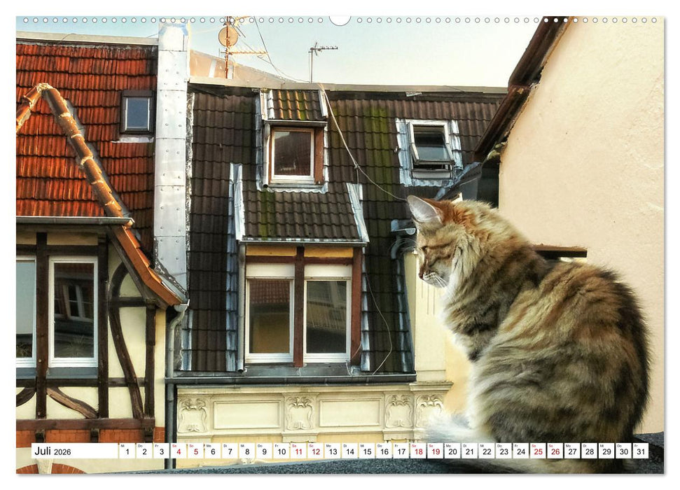 Münster Miezen - über den Dächern (CALVENDO Premium Wandkalender 2026)