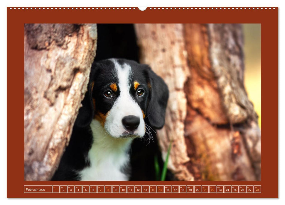 Pfotenblitzers Goldige Welpen (CALVENDO Premium Wandkalender 2026)