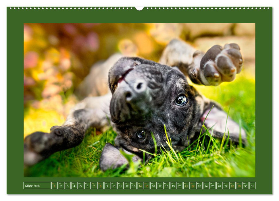 Pfotenblitzers Goldige Welpen (CALVENDO Premium Wandkalender 2026)