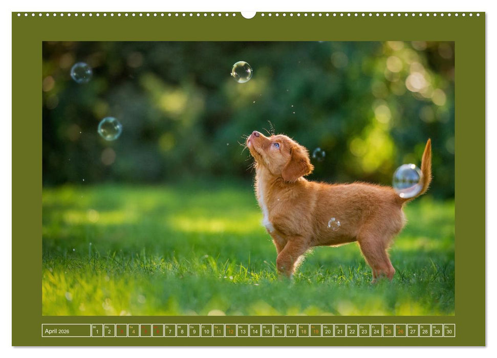 Pfotenblitzers Goldige Welpen (CALVENDO Premium Wandkalender 2026)