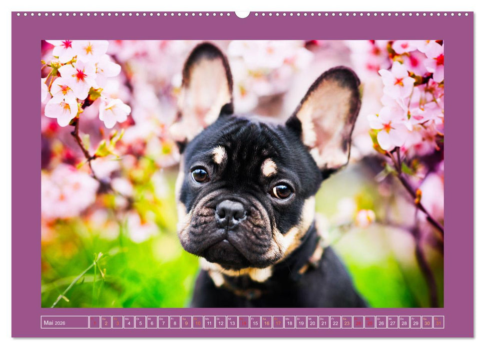 Pfotenblitzers Goldige Welpen (CALVENDO Premium Wandkalender 2026)