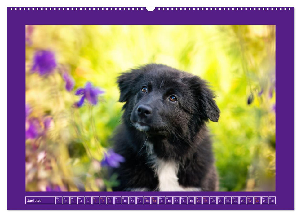 Pfotenblitzers Goldige Welpen (CALVENDO Premium Wandkalender 2026)