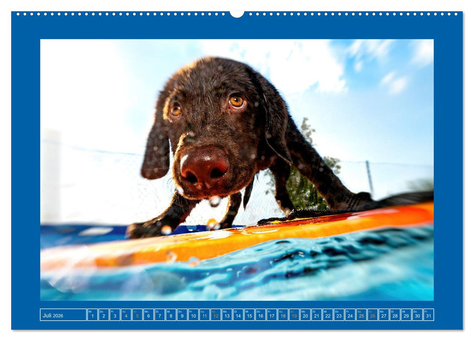 Pfotenblitzers Goldige Welpen (CALVENDO Premium Wandkalender 2026)