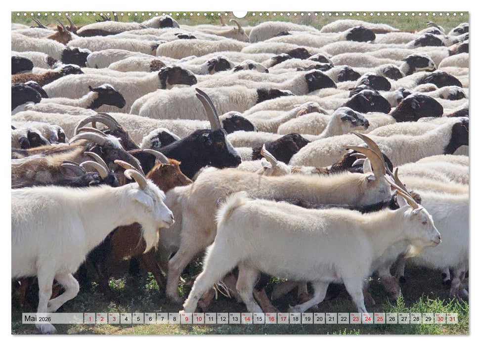 Nord-Gobi (CALVENDO Premium Wandkalender 2026)