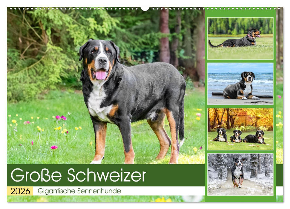 Große Schweizer - Gigantische Sennenhunde (CALVENDO Wandkalender 2026)