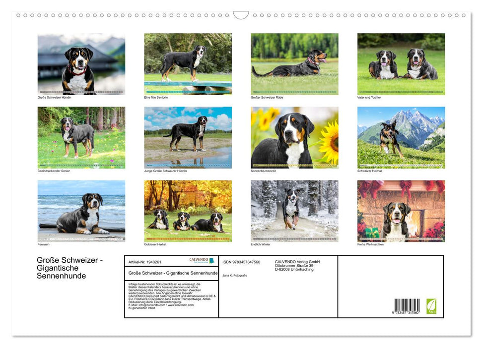 Große Schweizer - Gigantische Sennenhunde (CALVENDO Wandkalender 2026)