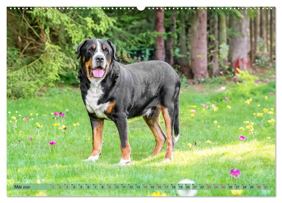 Große Schweizer - Gigantische Sennenhunde (CALVENDO Wandkalender 2026)