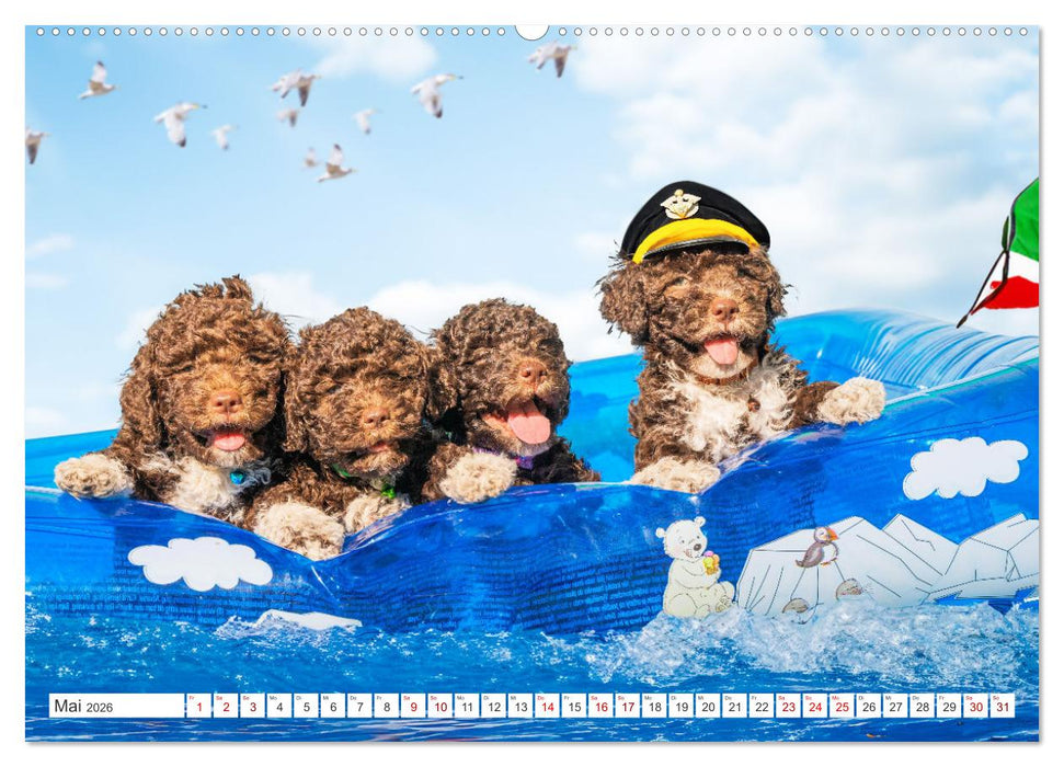 Lagotto Romagnolo Welpen - Sieben kleine Weltentdecker auf großer Fahrt (CALVENDO Premium Wandkalender 2026)