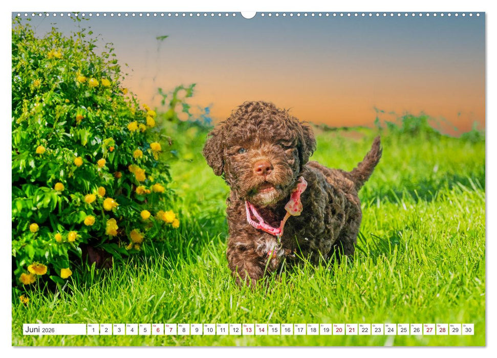 Lagotto Romagnolo Welpen - Sieben kleine Weltentdecker auf großer Fahrt (CALVENDO Premium Wandkalender 2026)