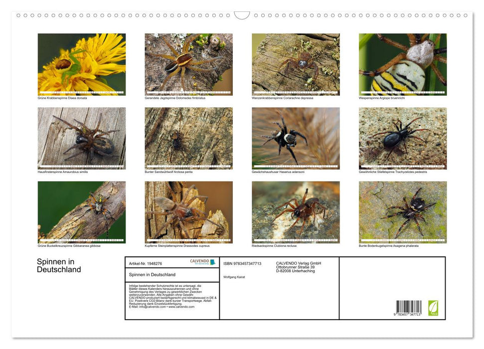 Spinnen in Deutschland (CALVENDO Wandkalender 2026)