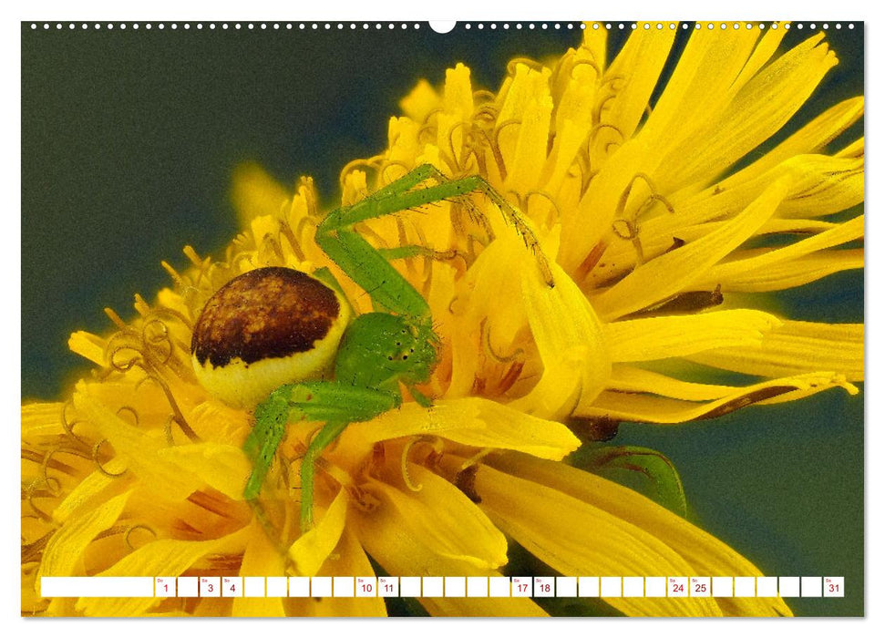Spinnen in Deutschland (CALVENDO Wandkalender 2026)