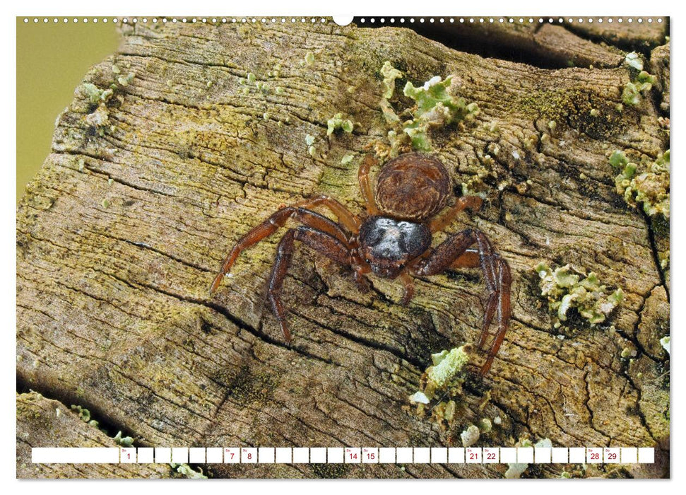 Spinnen in Deutschland (CALVENDO Wandkalender 2026)