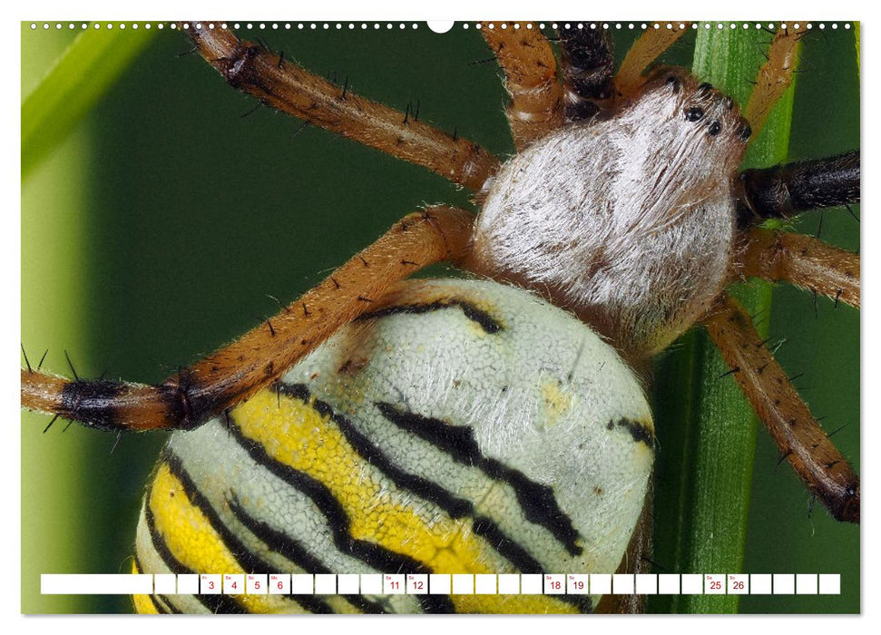 Spinnen in Deutschland (CALVENDO Wandkalender 2026)