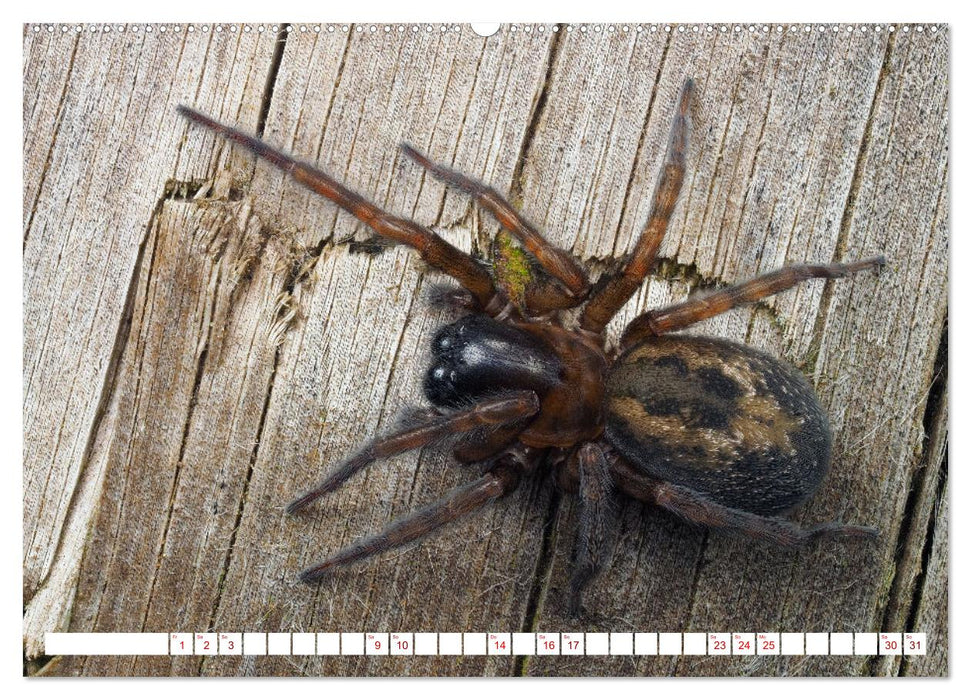 Spinnen in Deutschland (CALVENDO Wandkalender 2026)