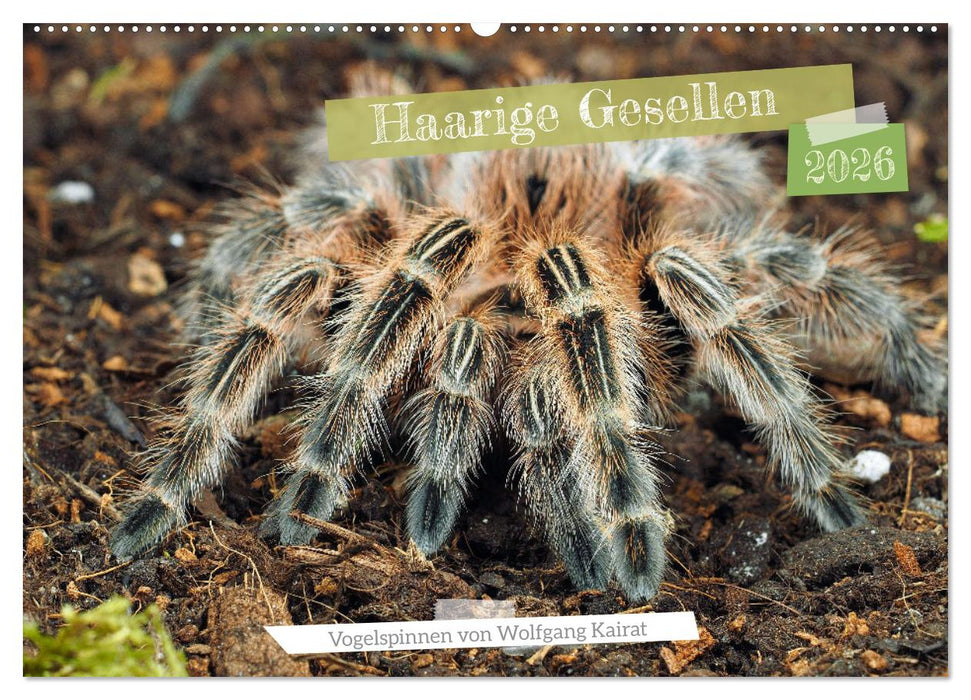 Haarige Gesellen (CALVENDO Wandkalender 2026)