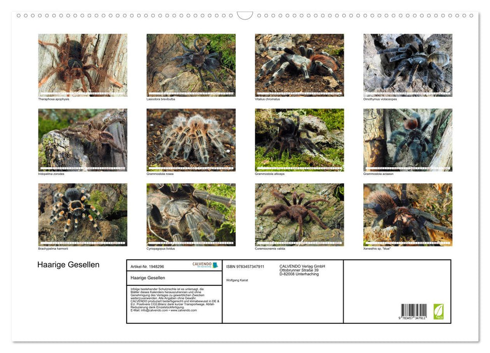 Haarige Gesellen (CALVENDO Wandkalender 2026)