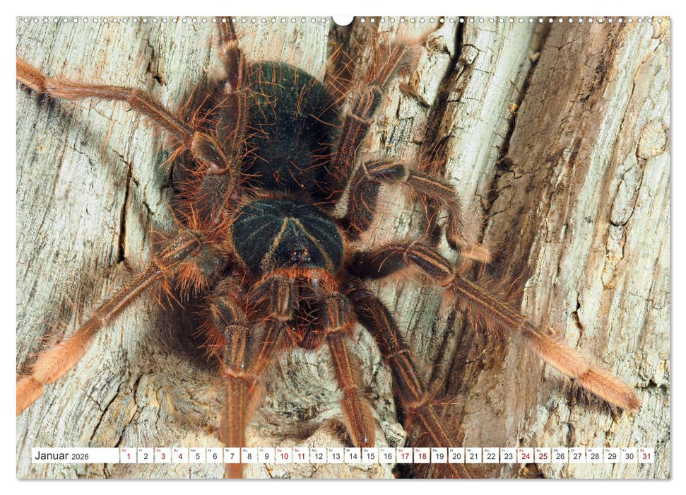 Haarige Gesellen (CALVENDO Wandkalender 2026)