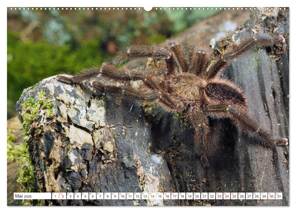 Haarige Gesellen (CALVENDO Wandkalender 2026)